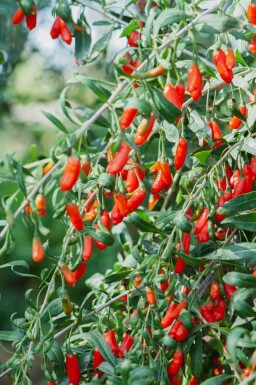 Lycium barbarum