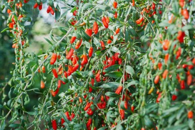 Lycium barbarum