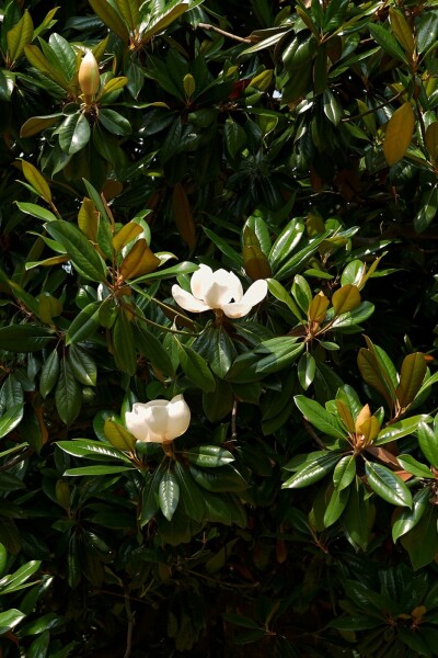 Magnolia grandiflora struik 60-80 cm