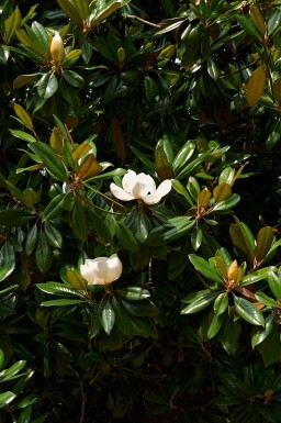 Magnolia Magnolia grandiflora struik Magnolia grandiflora struik