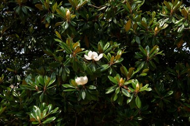 Magnolia Magnolia grandiflora struik Magnolia grandiflora struik