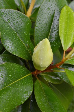 Magnolia Magnolia grandiflora 'Gallissoniere' struik Magnolia grandiflora 'Gallissoniere' struik