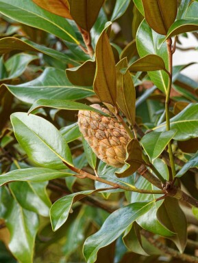 Grootbladige magnolia Magnolia grandiflora 'Goliath' struik Magnolia grandiflora 'Goliath'