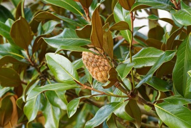 Magnolia grandiflora 'Goliath'