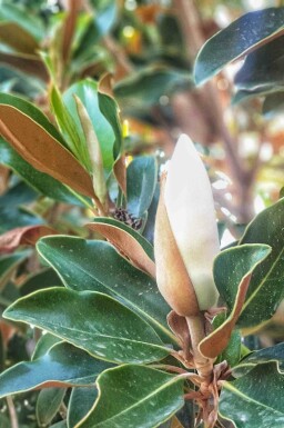 Magnolia Magnolia grandiflora 'Little Gem' struik Magnolia grandiflora 'Little Gem' struik