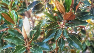 Magnolia grandiflora 'Little Gem'