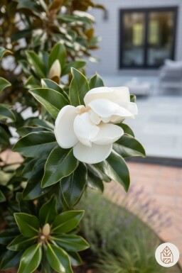 Magnolia grandiflora 'Little Gem' Struik 100-125 cm C15