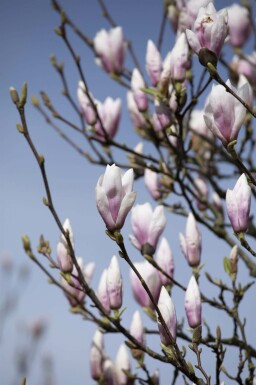 Beverboom Magnolia 'Heaven Scent' struik Magnolia 'Heaven Scent'