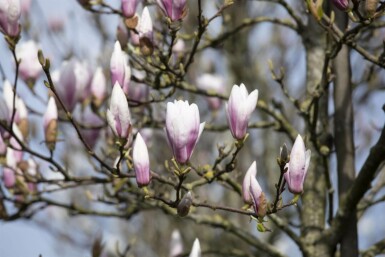 Beverboom Magnolia 'Heaven Scent' struik Magnolia 'Heaven Scent'
