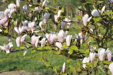 Magnolia 'Heaven Scent' struik 125-150 cm