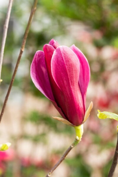 Magnolia liliiflora 'Nigra' struik 100-125 cm