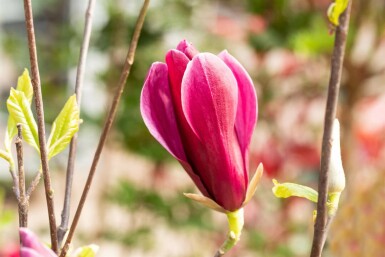 Magnolia liliiflora 'Nigra'