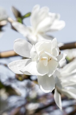 Magnolia loebneri 'Merrill'