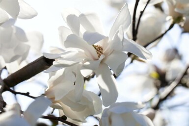 Magnolia loebneri 'Merrill'