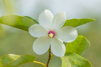Magnolia sieboldii