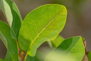 Magnolia sieboldii