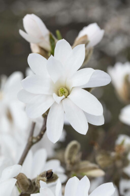 Stermagnolia Magnolia stellata 'Royal Star' struik Magnolia stellata 'Royal Star'