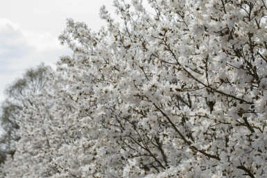 Magnolia stellata 'Royal Star'