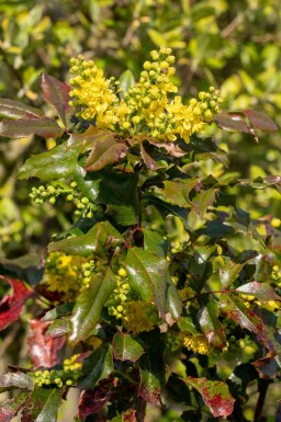 Mahoniestruik Mahonia aquifolium struik Mahonia aquifolium