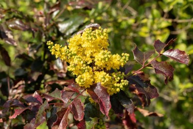 Mahoniestruik Mahonia aquifolium struik Mahonia aquifolium