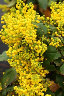 Mahonia aquifolium 'Apollo'