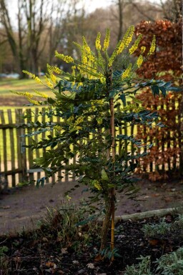 Mahonia Mahonia bealei struik Mahonia bealei struik