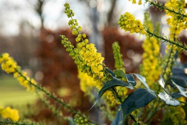 Mahonia bealei