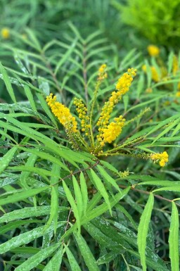 Mahonia Mahonia eurybracteata 'Soft Caress' struik Mahonia eurybracteata 'Soft Caress' struik