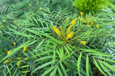 Mahonia Mahonia eurybracteata 'Soft Caress' struik Mahonia eurybracteata 'Soft Caress' struik