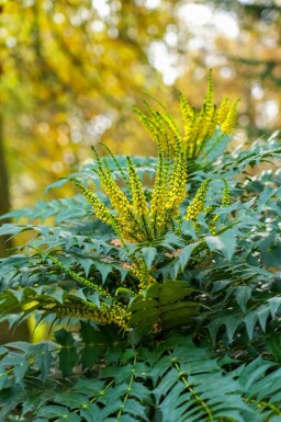 Mahoniestruik Mahonia japonica struik Mahonia japonica