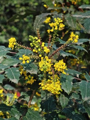 Mahonia media 'Charity'