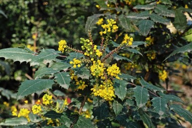 Mahonia media 'Charity'