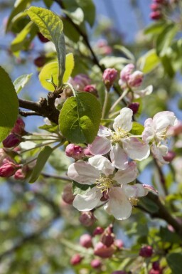 Sierappel Malus 'Evereste' struik Malus 'Evereste' struik