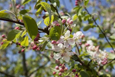 Sierappel Malus 'Evereste' struik Malus 'Evereste' struik