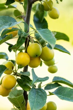 Sierappel Malus 'Golden Hornet' struik Malus 'Golden Hornet' struik