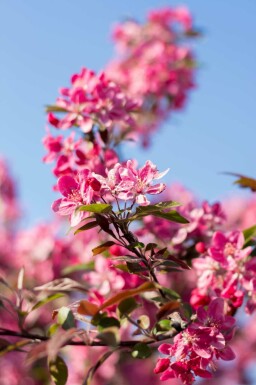 Sierappel Malus 'Mokum' struik Malus 'Mokum' struik