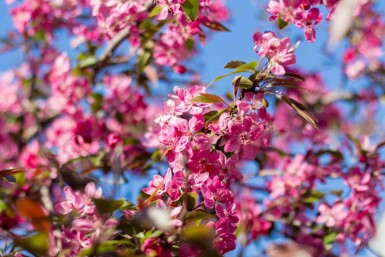 Sierappel Malus 'Mokum' struik Malus 'Mokum' struik