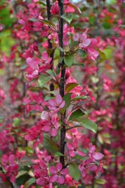 Sierappel Malus toringo 'Scarlett' struik Malus toringo 'Scarlett' struik