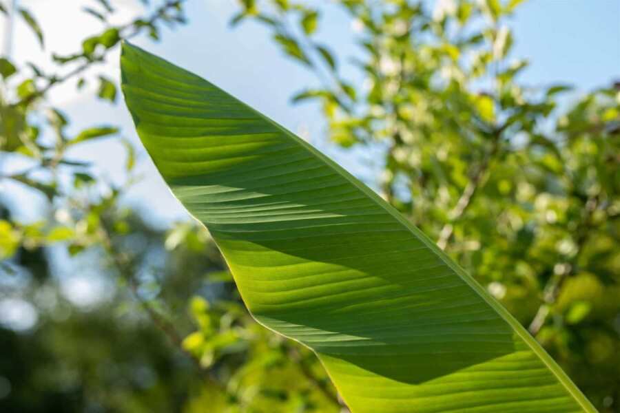 Japanse vezelbanaan Musa basjoo struik Musa basjoo struik