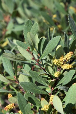 Wilde gagel Myrica gale struik Myrica gale struik