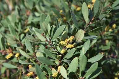 Wilde gagel Myrica gale struik Myrica gale struik