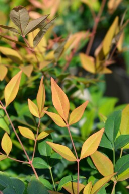 Nandina domestica 'Gulfstream'