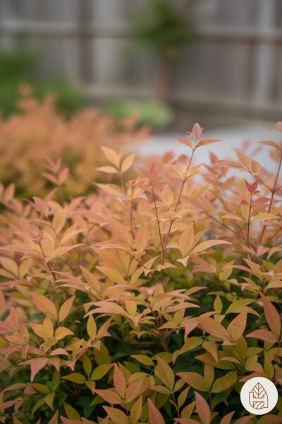Nandina domestica 'Gulfstream' struik