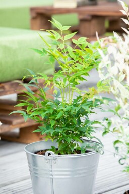Nandina domestica 'Lemon and Lime'