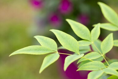 Nandina domestica 'Lemon and Lime'