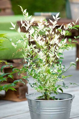 Nandina domestica 'Twilight'