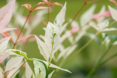 Nandina domestica 'Twilight'