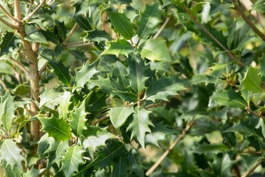 Schijnhulst Osmanthus heterophyllus struik Osmanthus heterophyllus struik
