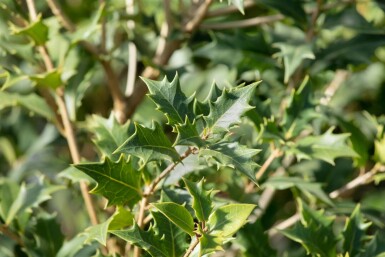 Osmanthus heterophyllus struik 60-80 cm