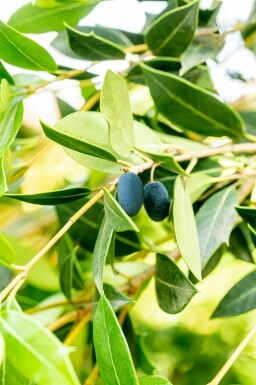 Osmanthus heterophyllus struik 60-80 cm